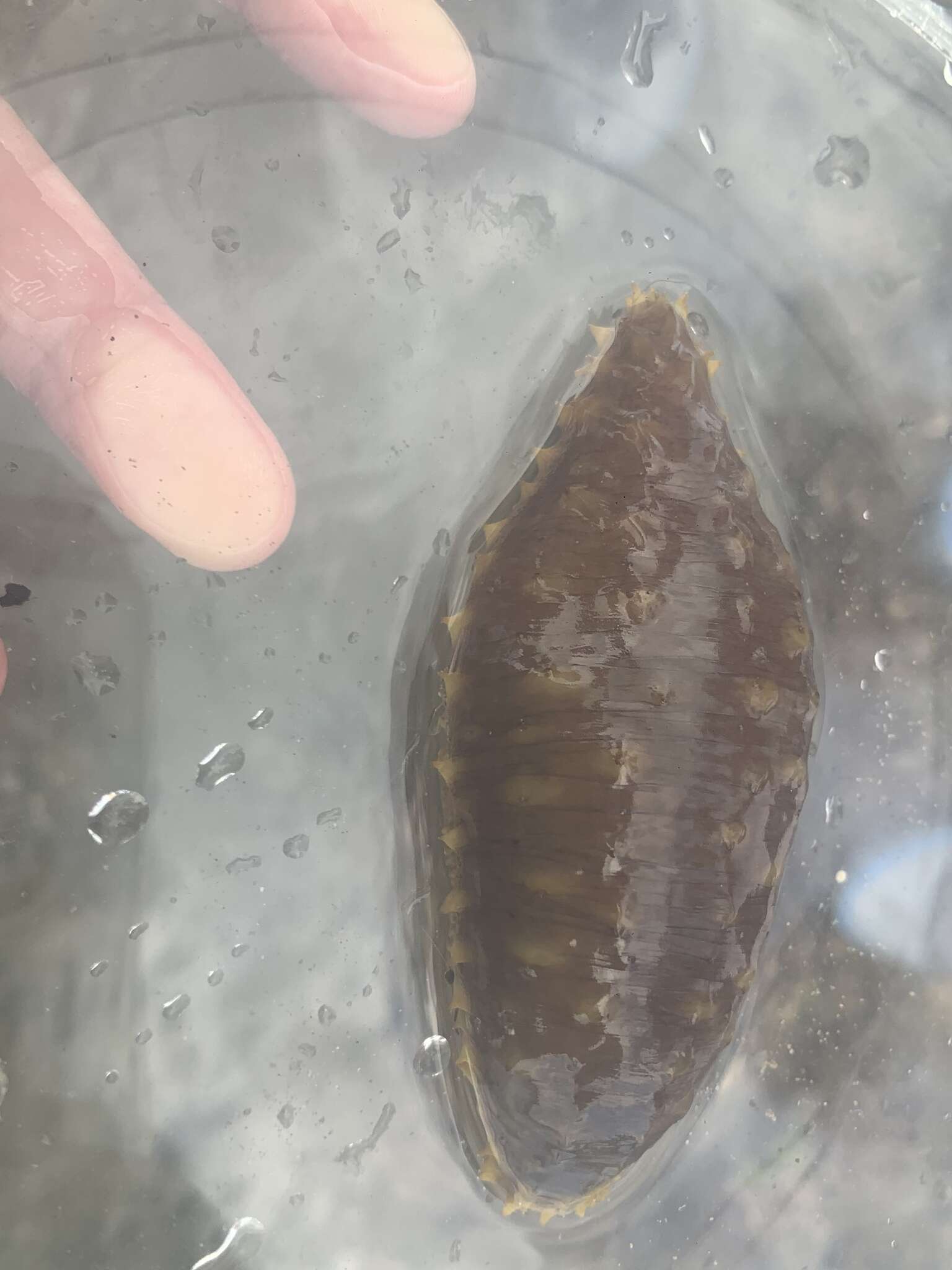 Image of Sand sifting sea cucumber