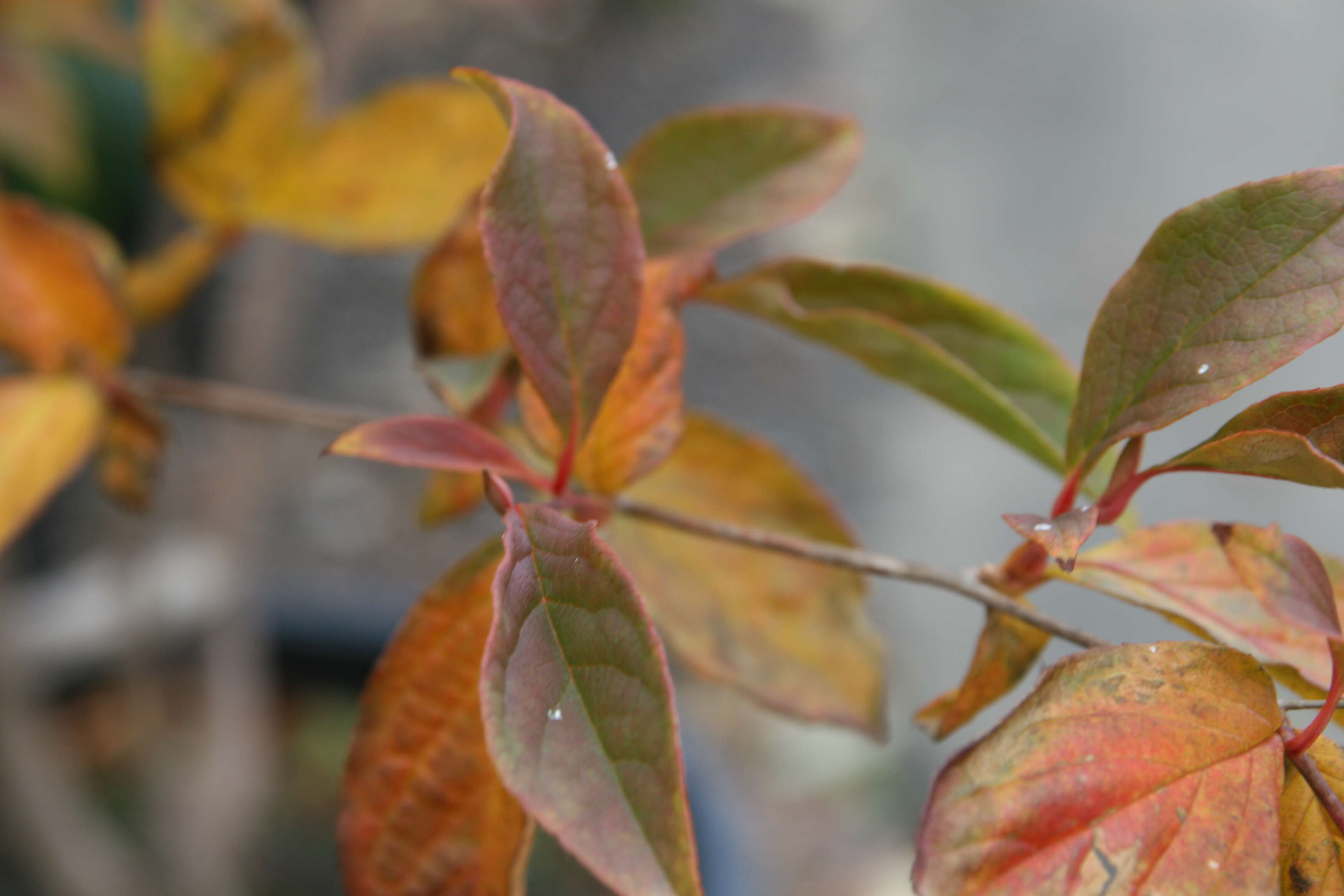 Imagem de Stewartia pseudocamellia Maxim.