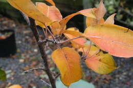 Plancia ëd Pyrus pyrifolia (Burm. fil.) Nakai