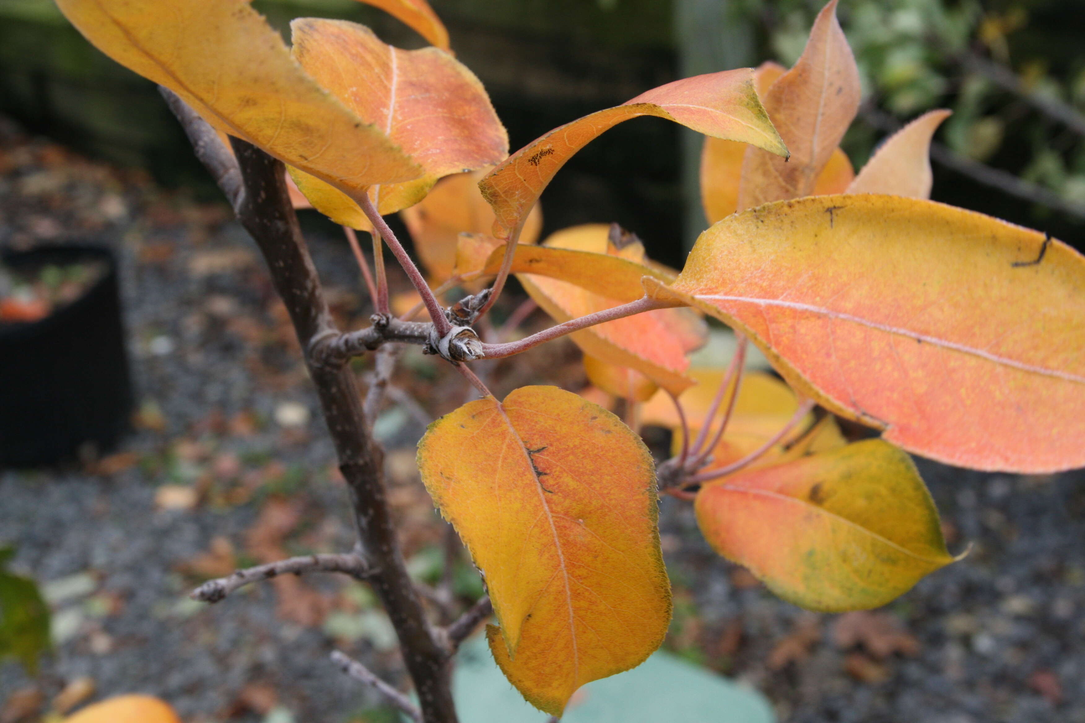 Plancia ëd Pyrus pyrifolia (Burm. fil.) Nakai