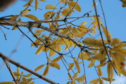 Image of Chinese Fringetree