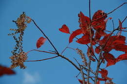 Image de Oxydendrum