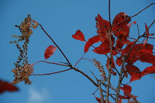 Image of sourwood