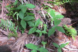 Слика од Arisaema triphyllum (L.) Schott