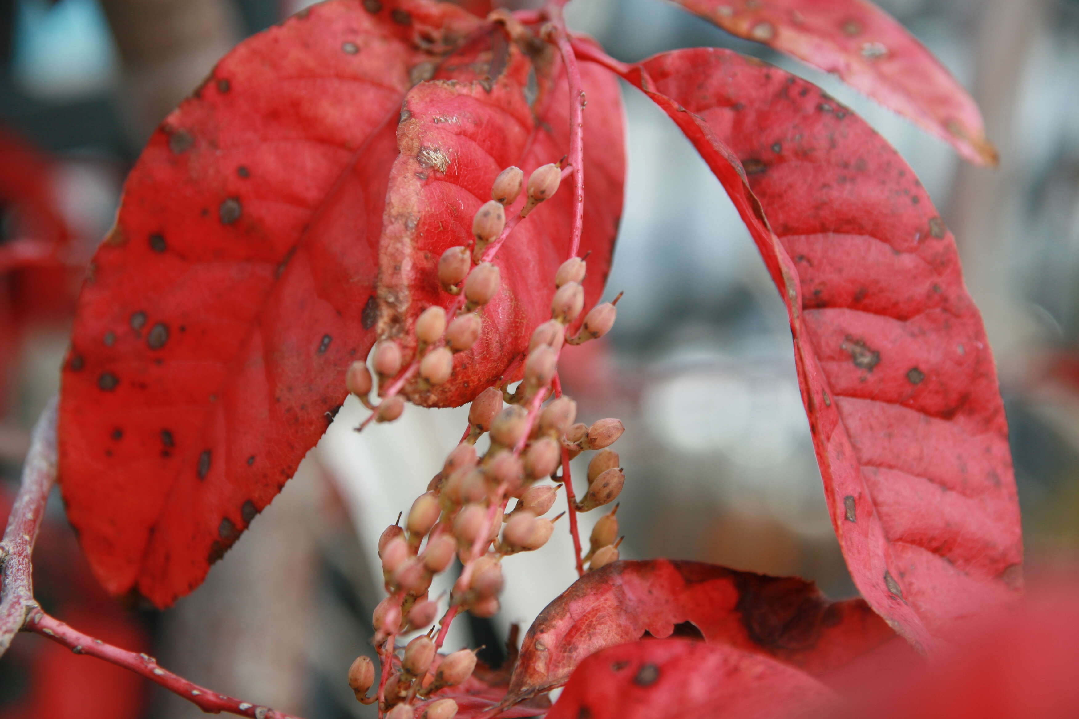 Image de Oxydendrum