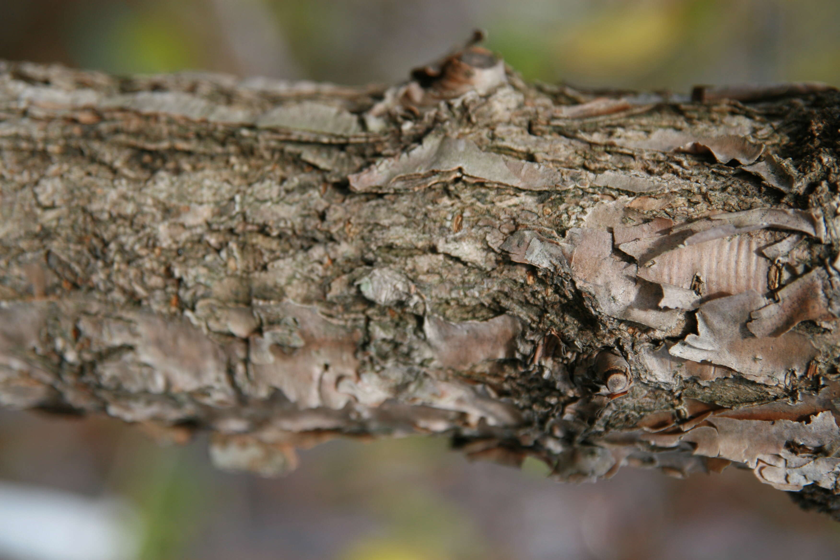 Image of Chinese Fringetree