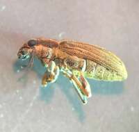 Image of Pea Leaf Weevil