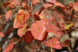 Image of Canadian serviceberry