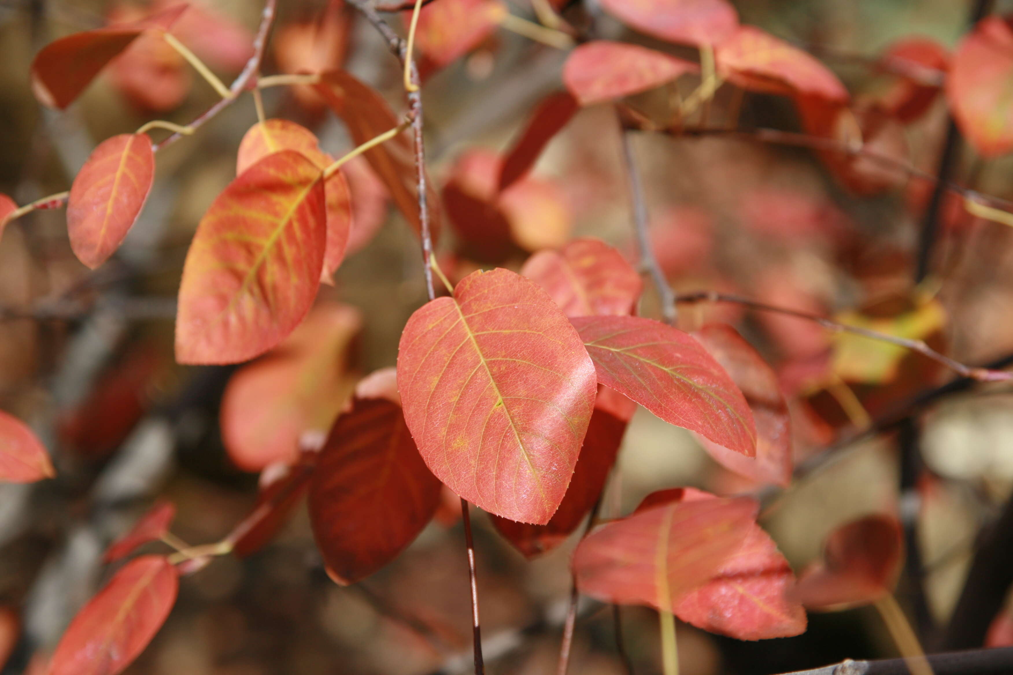 Image of Canadian serviceberry