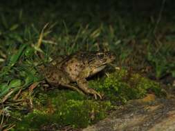 Image of Iberian Parsley Frog