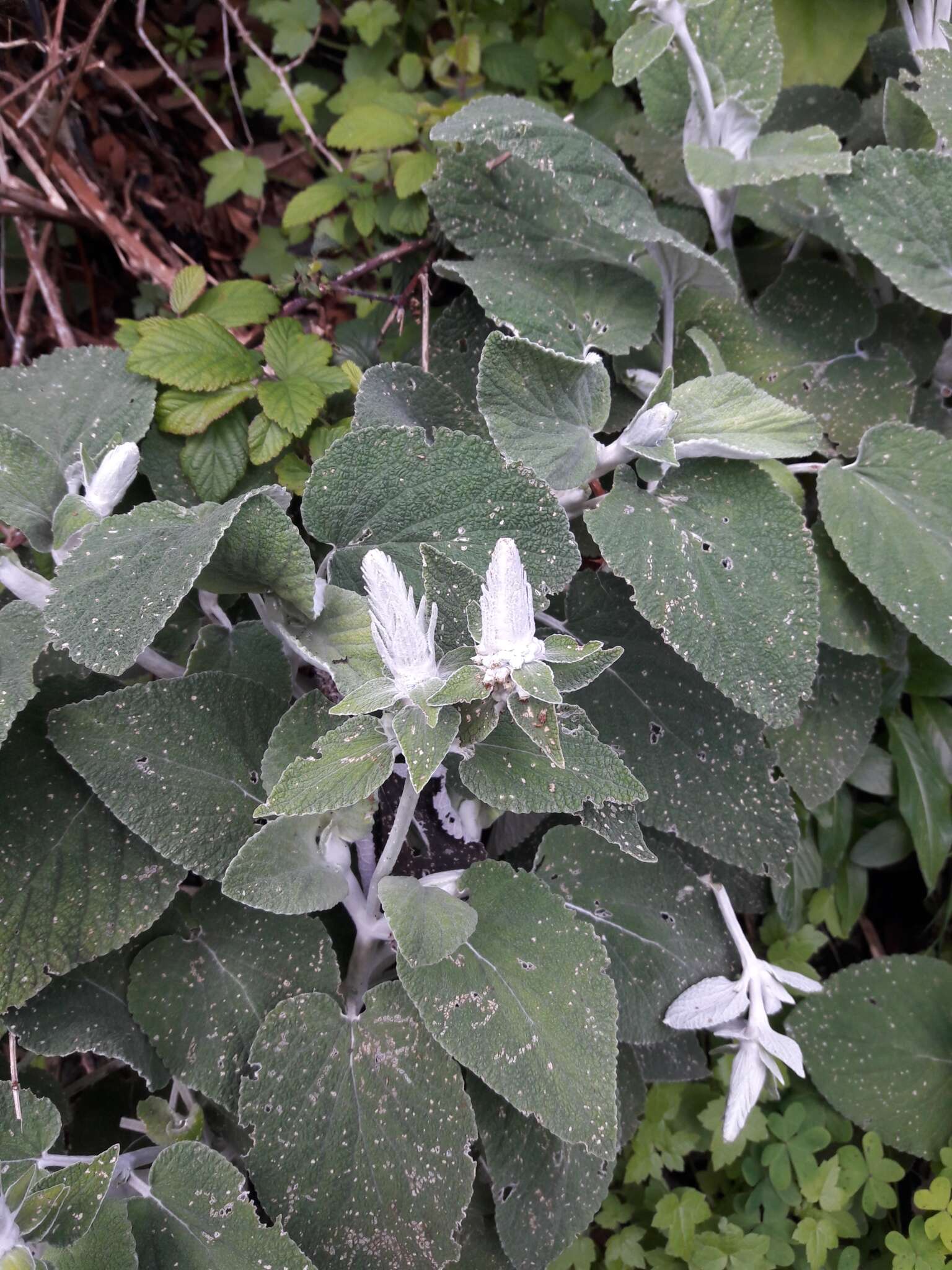 Слика од Sideritis macrostachyos Poir.