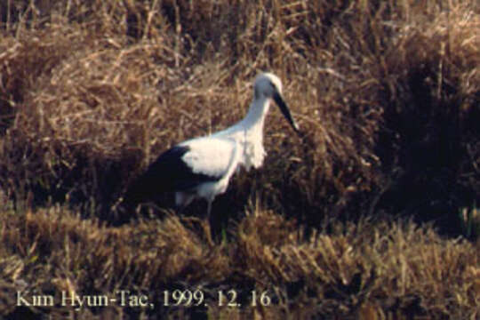 Image of Japanese White Stork