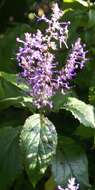 Image of Plectranthus ecklonii Benth.