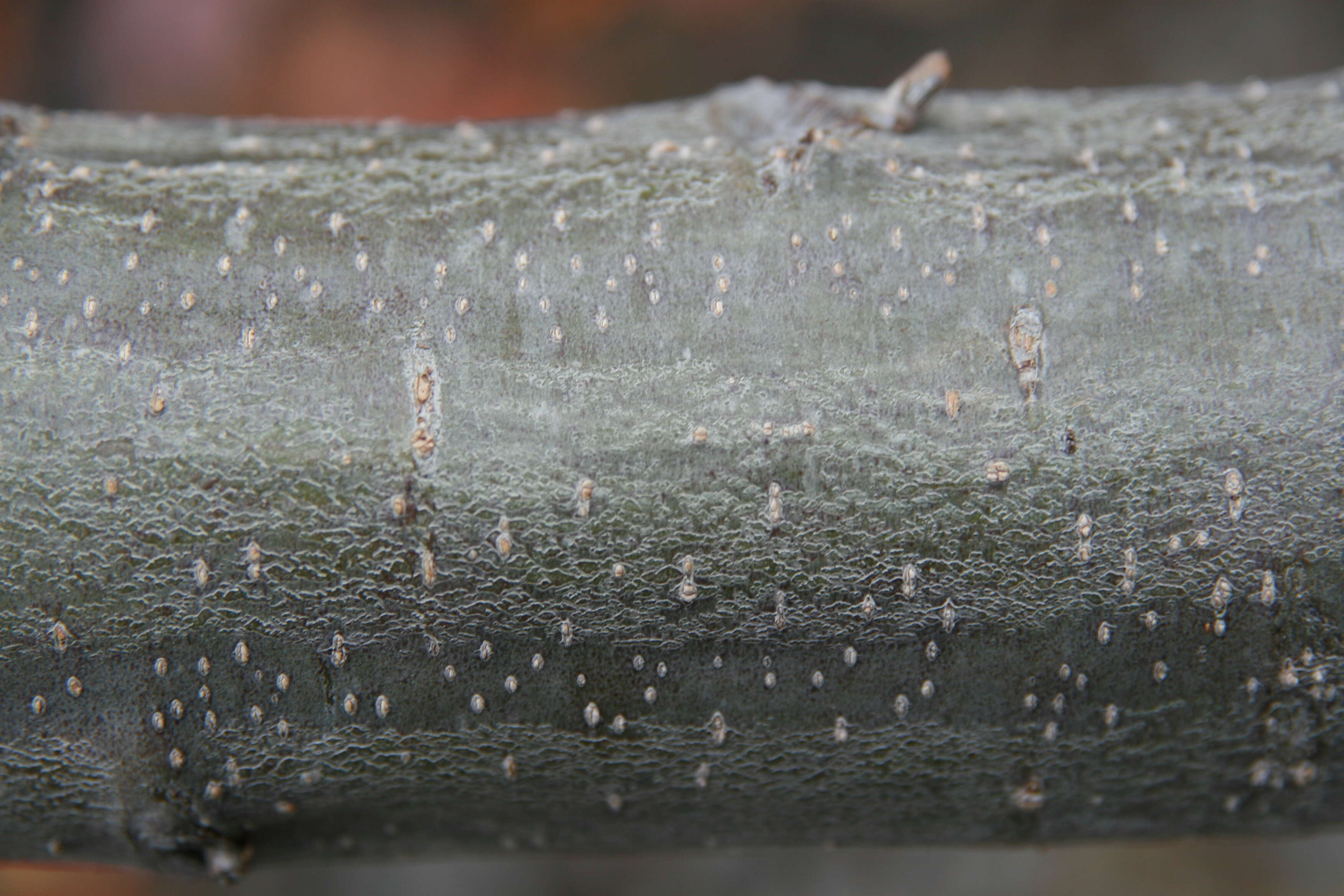 Quercus ellipsoidalis E. J. Hill resmi