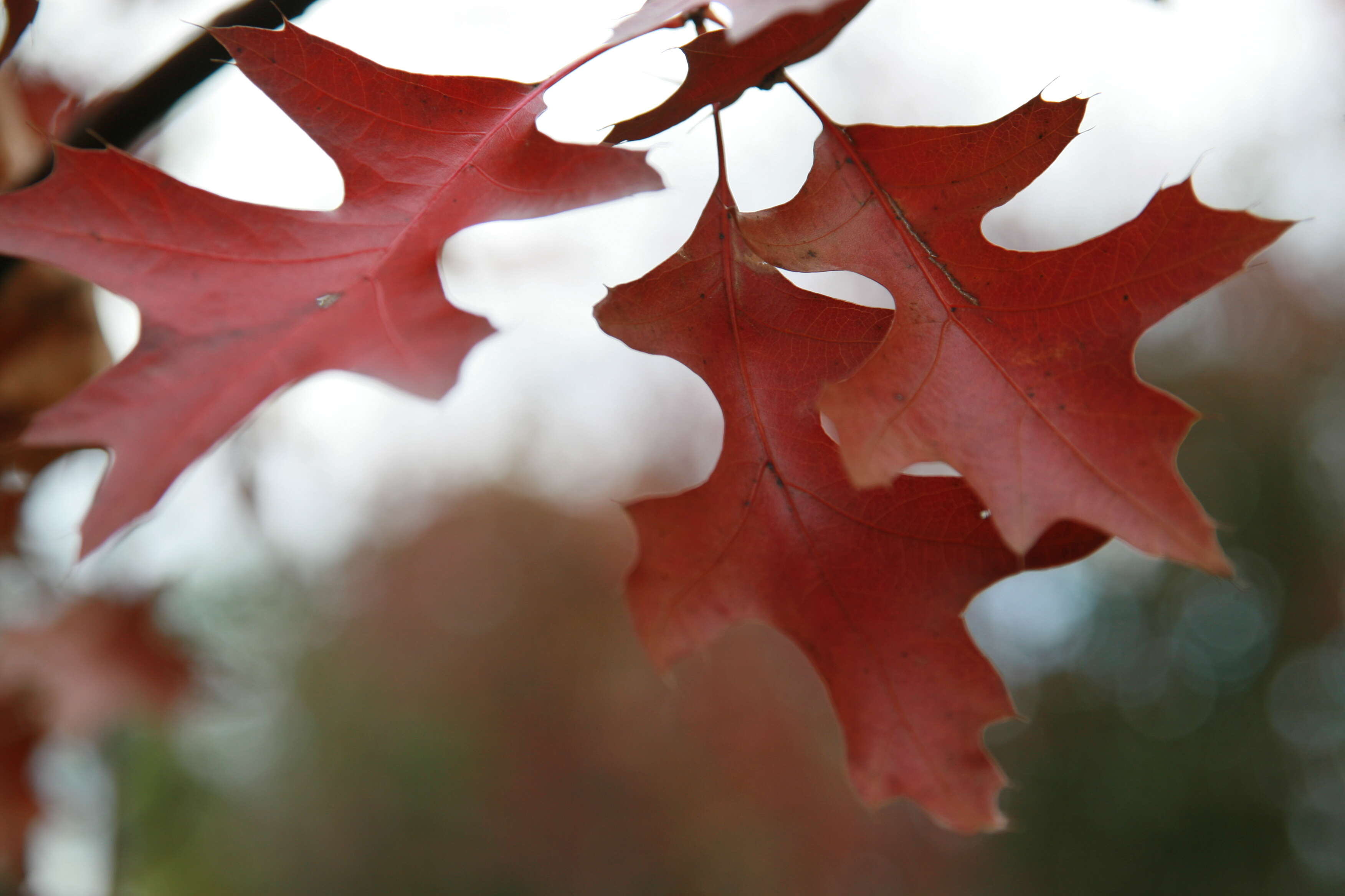 Quercus ellipsoidalis E. J. Hill resmi