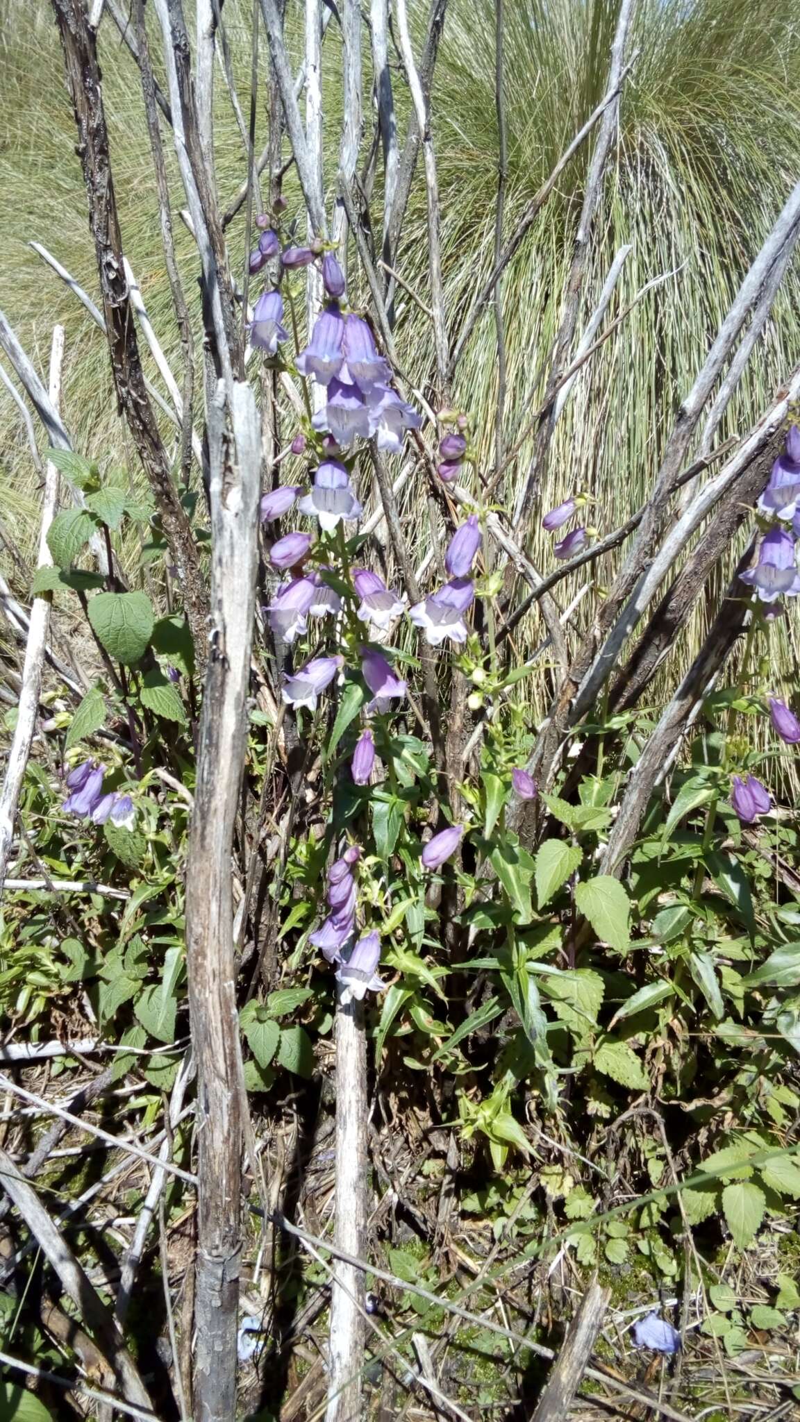 Image of bellflower beardtongue