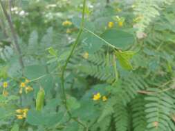 Plancia ëd Medicago platycarpa (L.) Trautv.