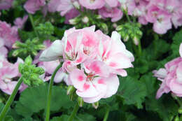 Imagem de Pelargonium hortorum Bailey