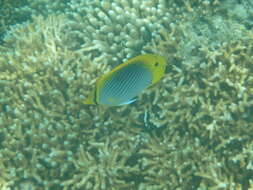 Image of Spot-tail Butterfly Fish