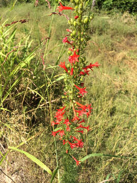 Image de Ipomopsis rubra (L.) Wherry