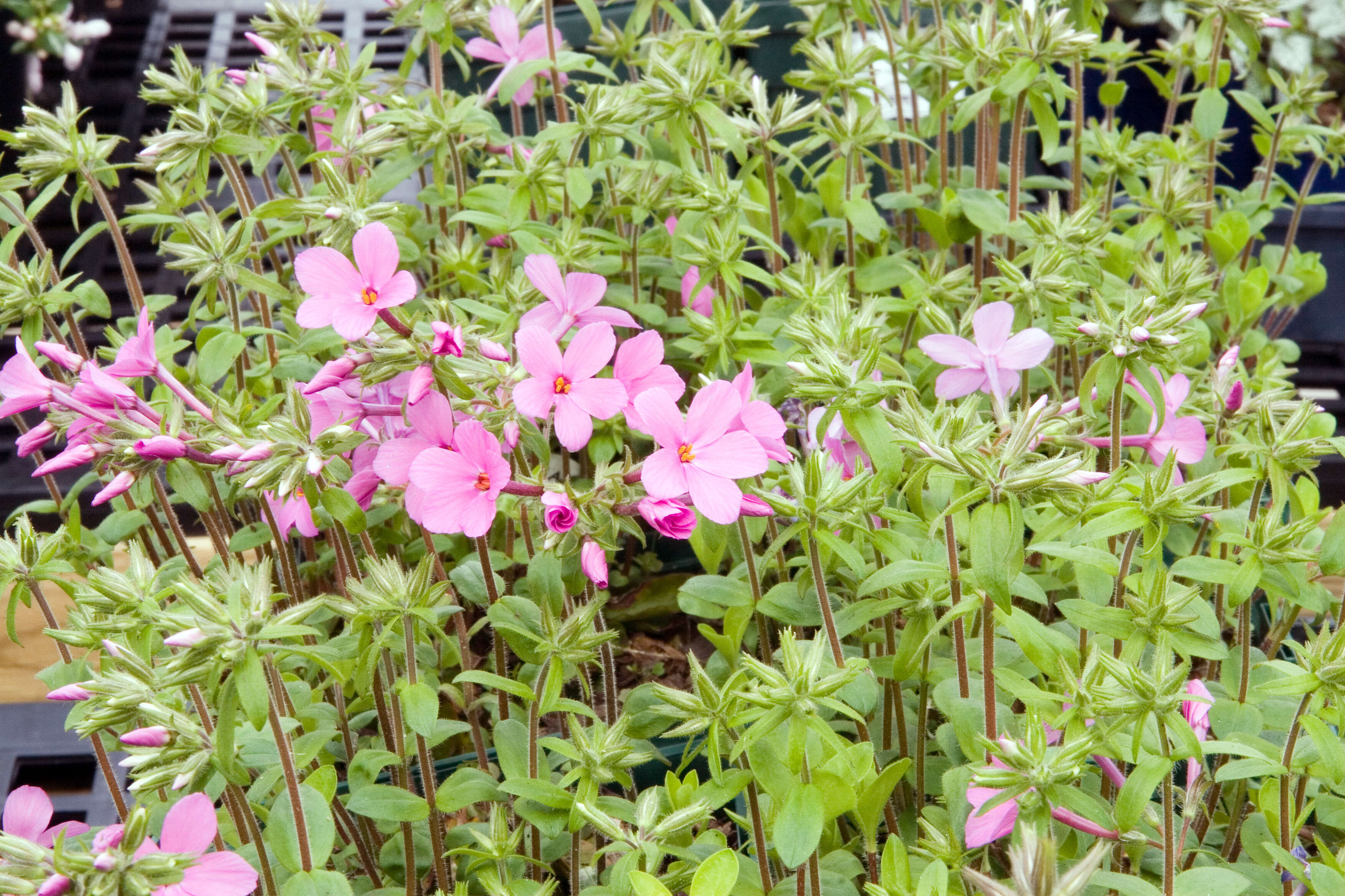 Image of creeping phlox