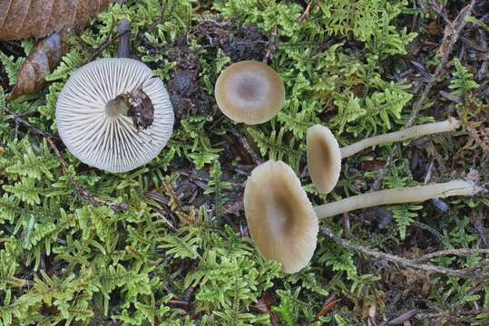 Image of Clitocybe subditopoda Peck 1889