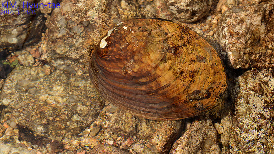 Image of Aculamprotula coreana (Martens 1886)