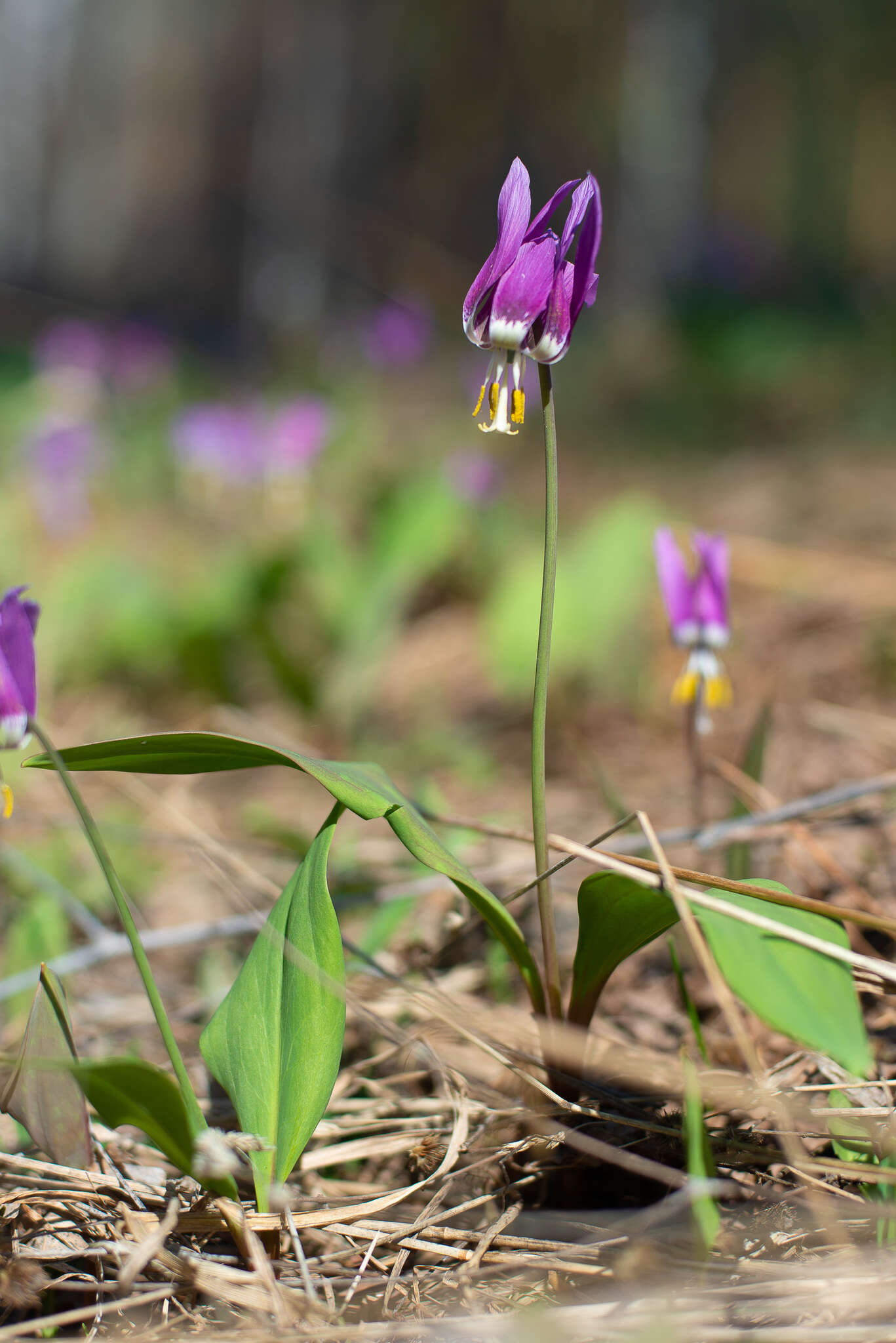 Imagem de Erythronium sibiricum (Fisch. & C. A. Mey.) Krylov