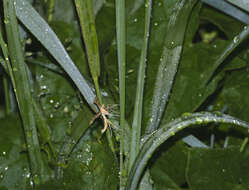 Gillmeria ochrodactyla (Denis & Schiffermüller 1775) resmi