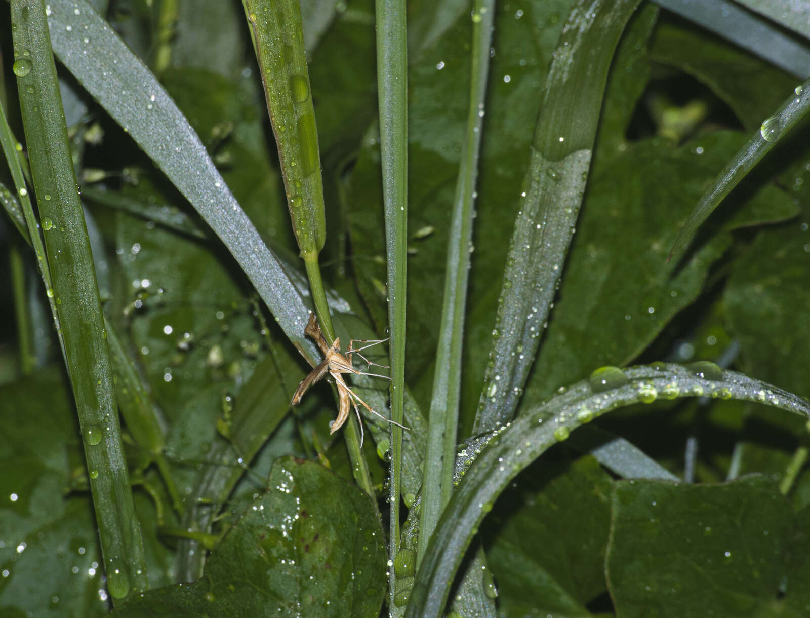 Gillmeria ochrodactyla (Denis & Schiffermüller 1775) resmi