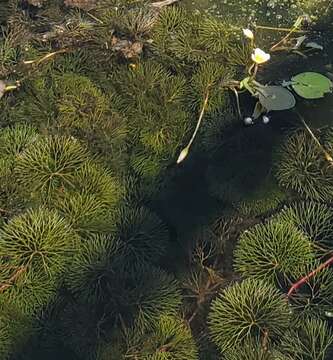 Image of Carolina fanwort