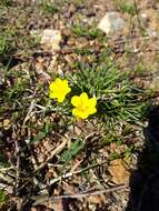 Image of Moraea fugacissima (L. fil.) Goldblatt