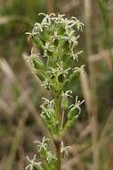 Silene otites (L.) Wibel resmi