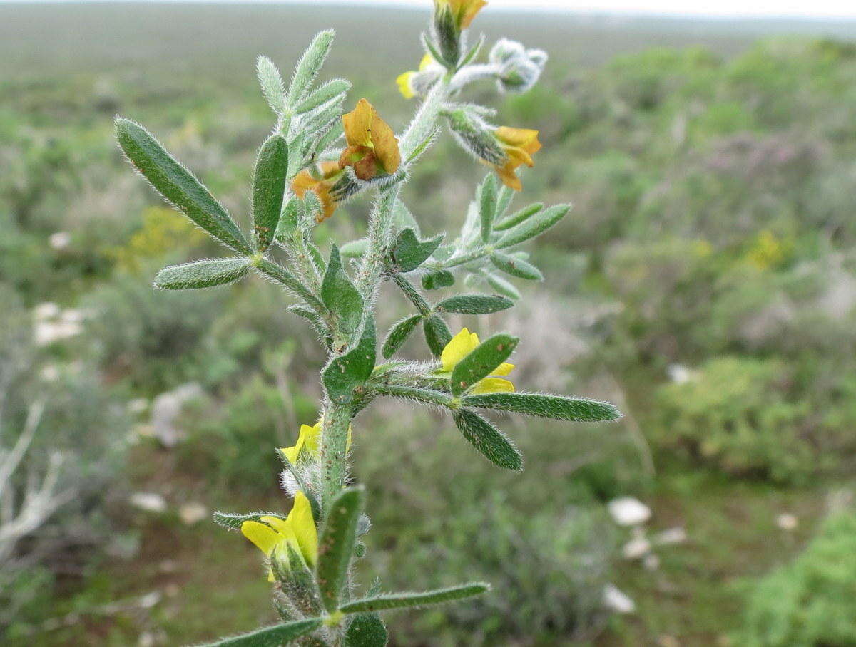 Image of Melolobium aethiopicum (L.) Druce