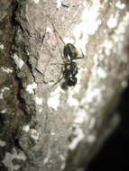 Plancia ëd Camponotus japonicus Mayr 1866