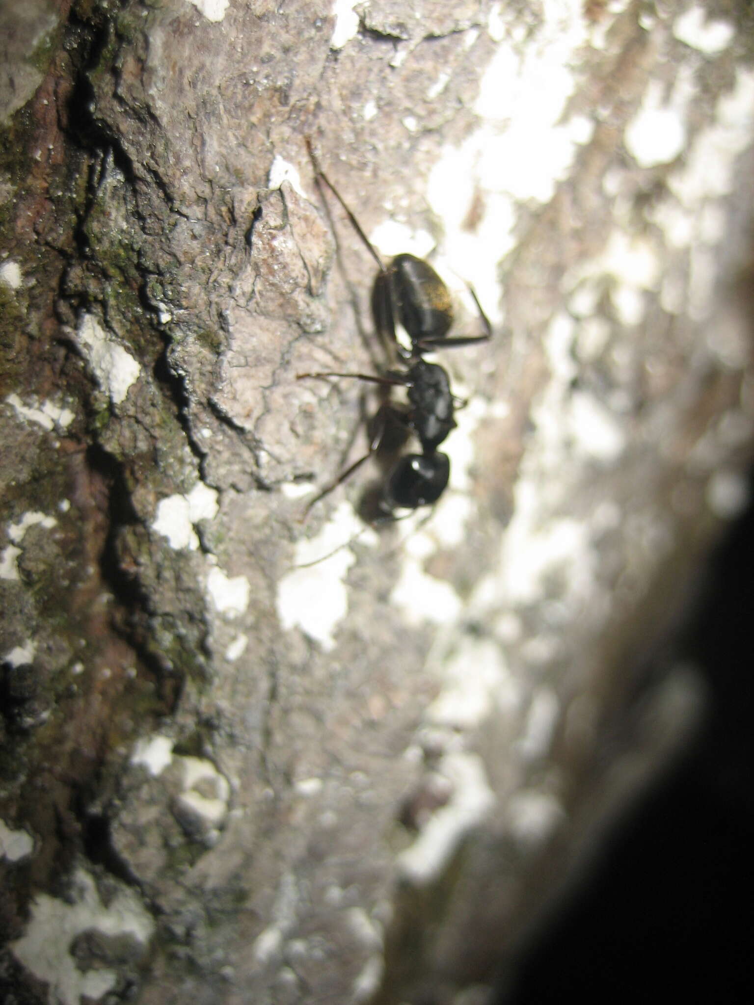 Image of Camponotus japonicus Mayr 1866