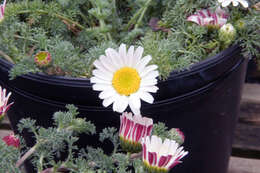 Image of Atlas Daisy