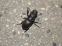 Image of <i>Lucanus <i>tetraodon</i></i> tetraodon