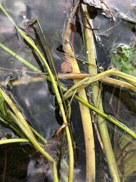 Image of Potamogeton angustifolius J. Presl