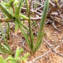 Image of Pseudoprospero firmifolium subsp. firmifolium