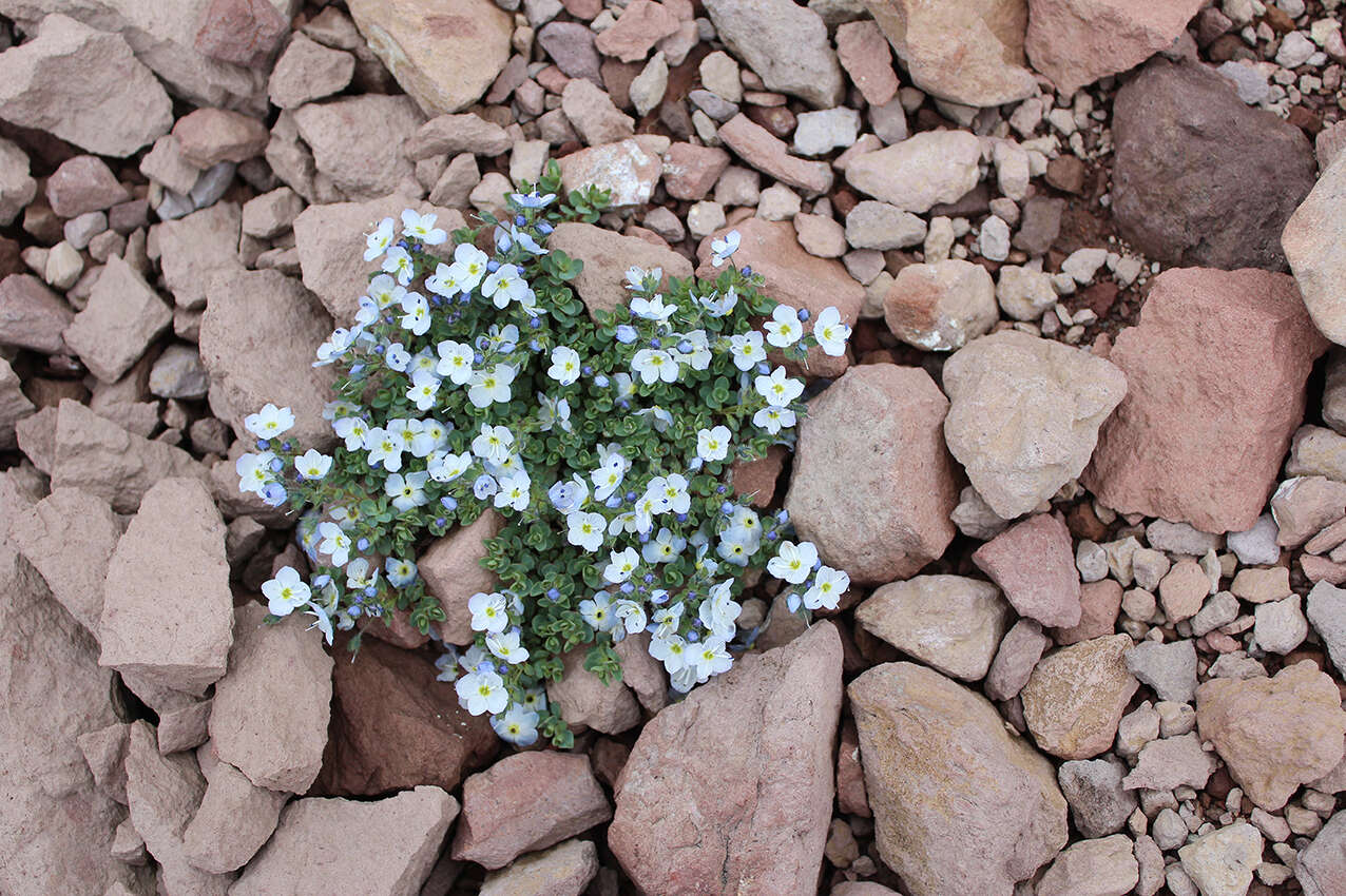 Sivun Veronica telephiifolia subsp. glareosa (Somm. & Levier) M. Fisch. kuva