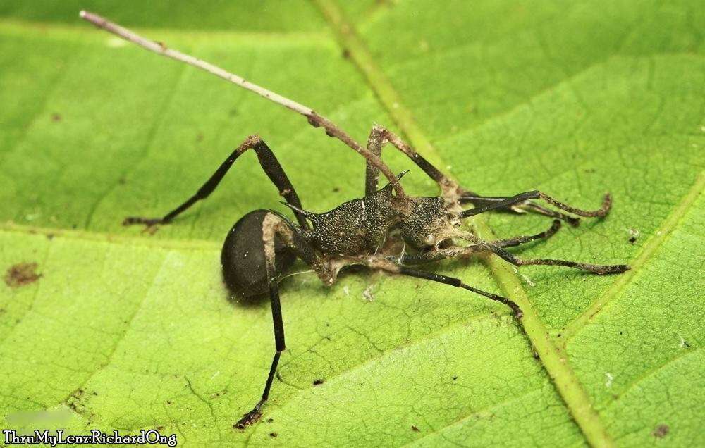 Image of Polyrhachis armata (Le Guillou 1842)