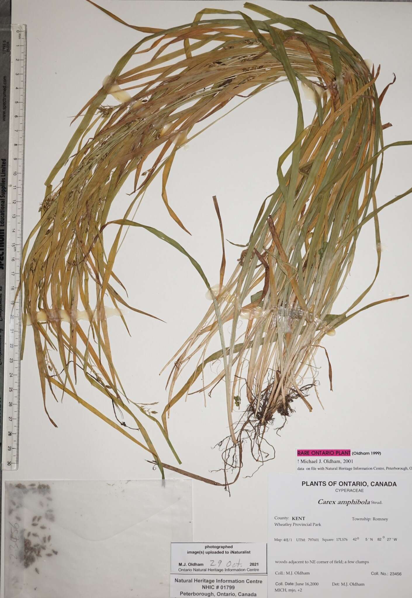 Image of eastern narrowleaf sedge