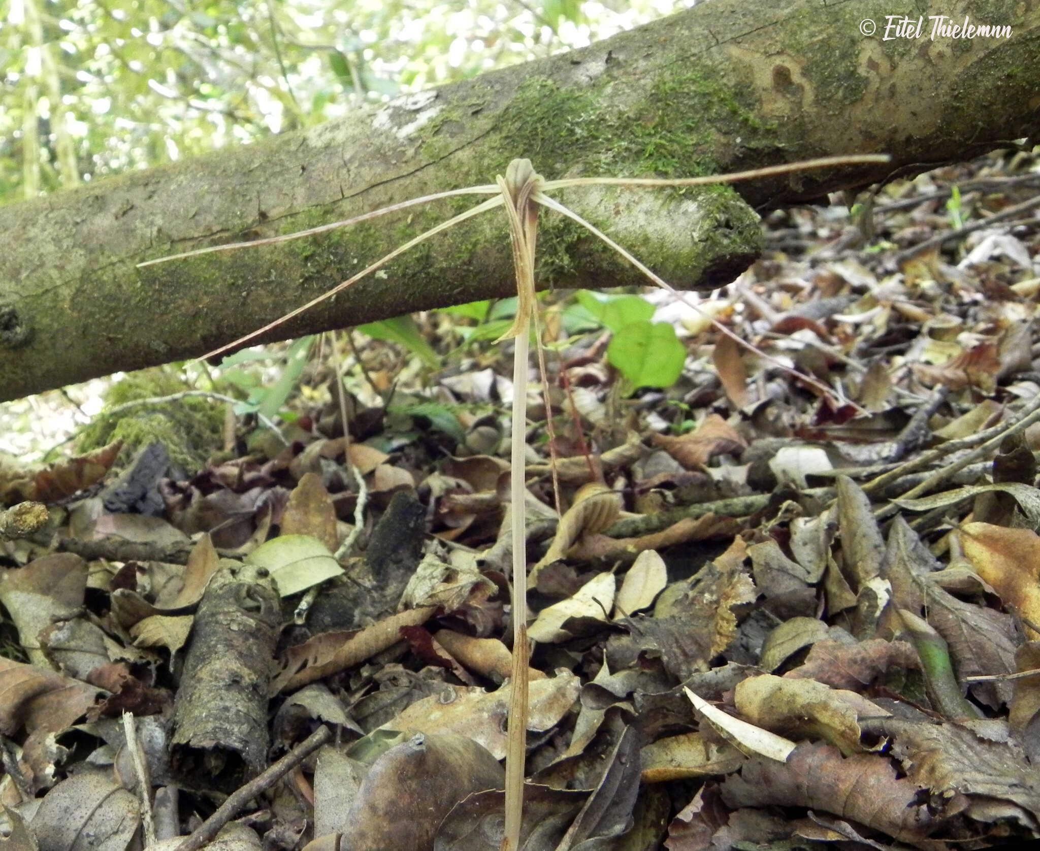 Image of Arachnitis uniflora Phil.