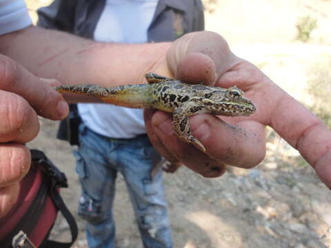 Image of Lithobates spectabilis (Hillis & Frost 1985)