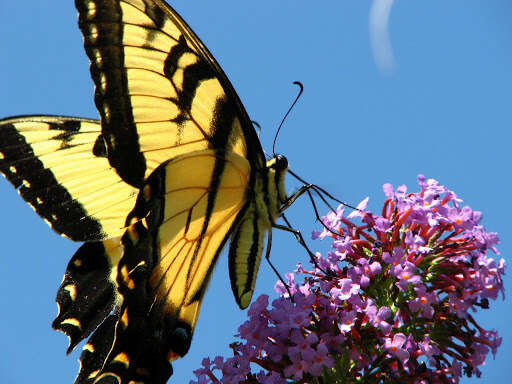 Image of Eastern Tiger Swallowtail