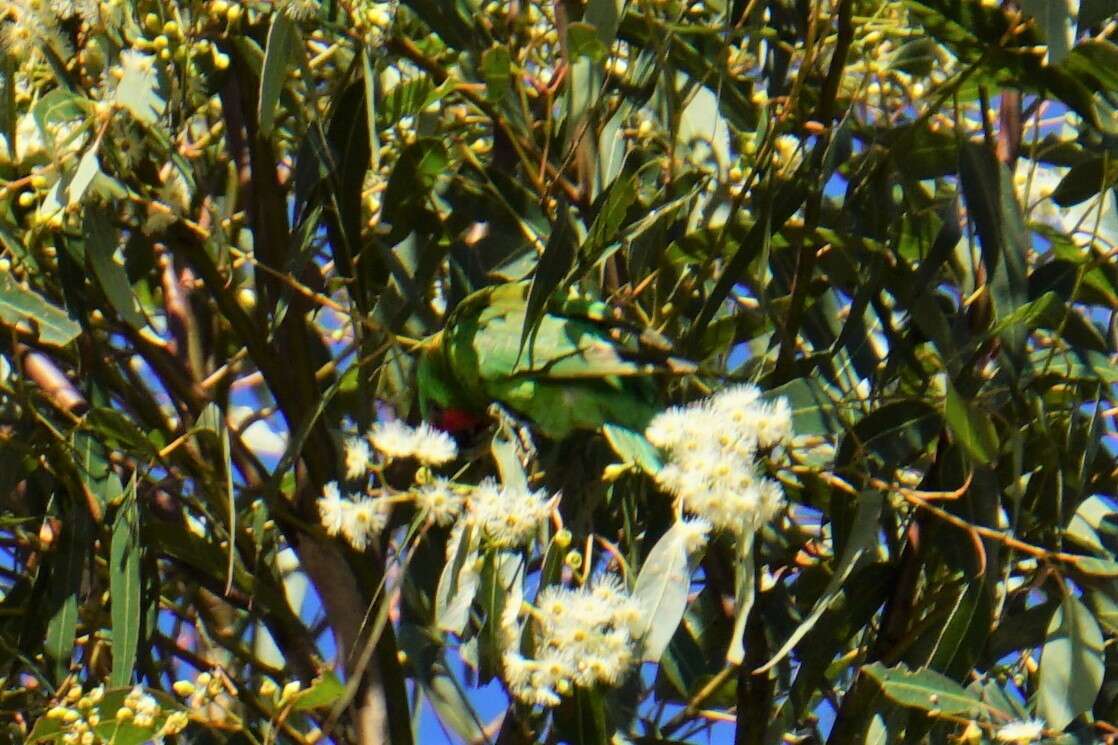 Image of Little Lorikeet