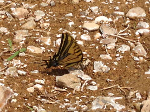 Image of Two-tailed Swallowtail