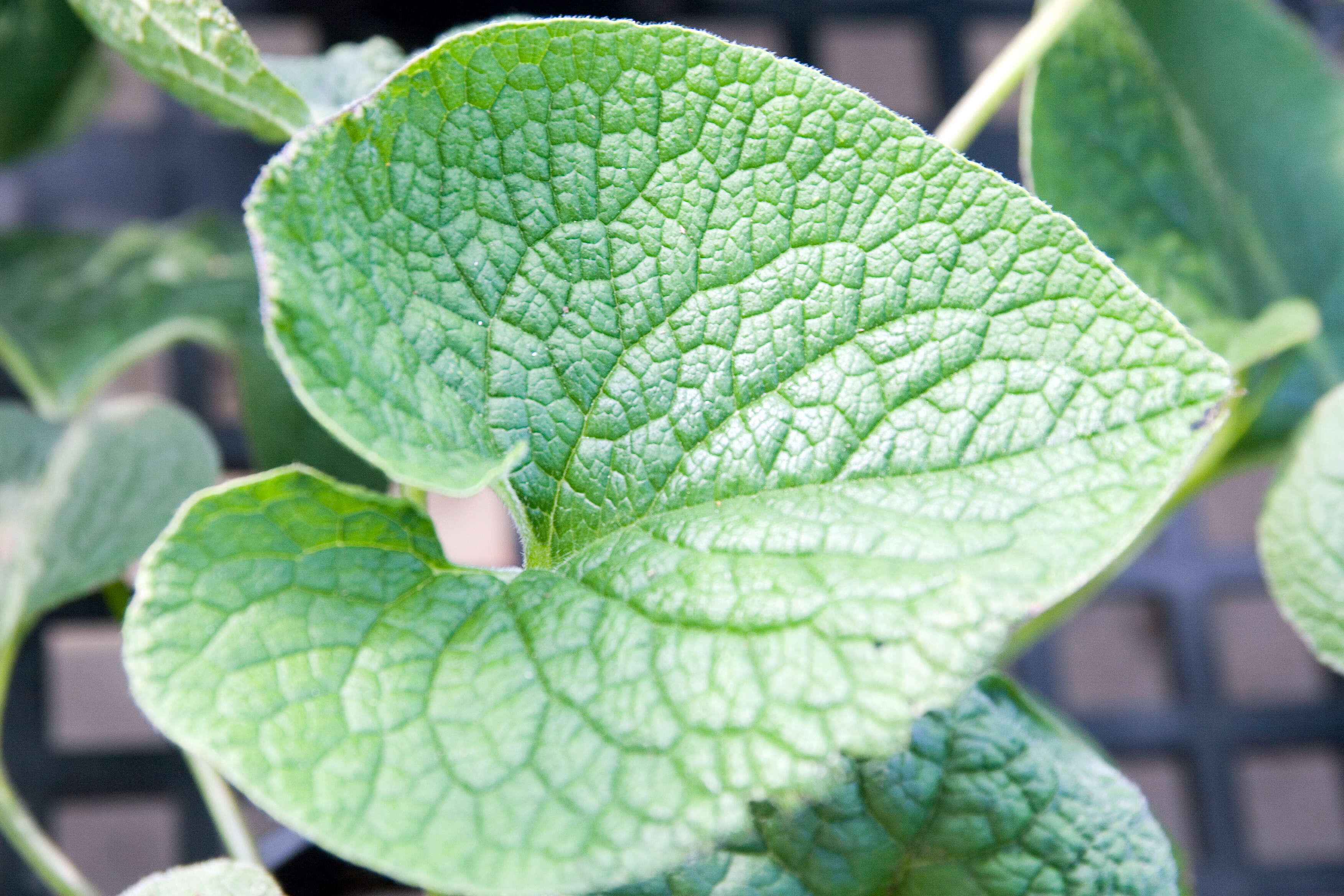 Plancia ëd Brunnera macrophylla (Adams) I. M. Johnst.