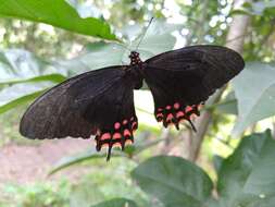 Image of Papilio erostratus Westwood 1847